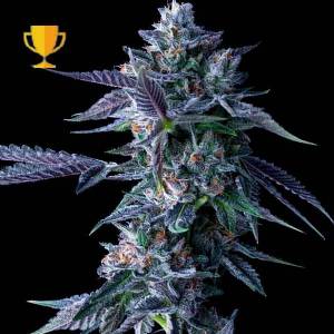 DNA Genetics - Chocolope Fem