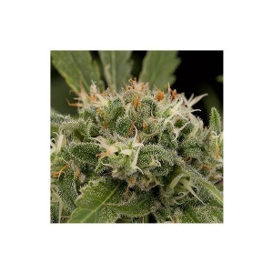 Dinafem - Original Strawberry Cough