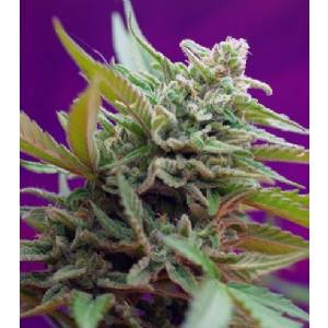 Sweet Seeds - Black Jack Auto