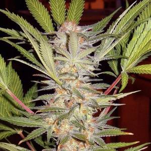 Sweet Seeds - S.A.D. Sweet Afghani Delicious