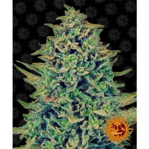 Barney s Farm - CBD Blue Shark