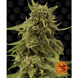 Barney s Farm - CBD Critical Cure