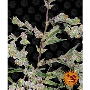 Barney s Farm - Dr. Grinspoon