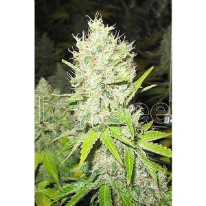 Medical Seeds - Jack La Mota