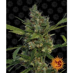 Barney s Farm - Morning Glory