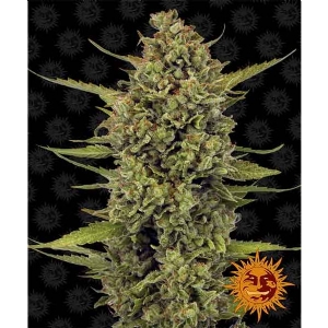 Barney s Farm - Acapulco Gold