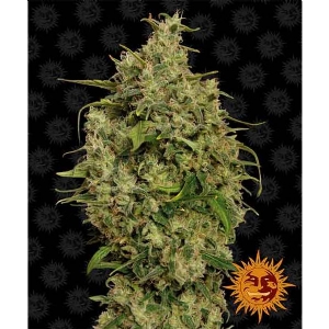 Barney s Farm - Sweet Tooth