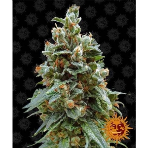 Barney s Farm - Vanilla Kush