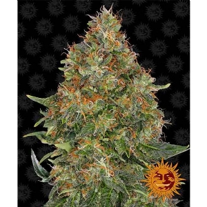 Barney s Farm - Pineapple Express Auto