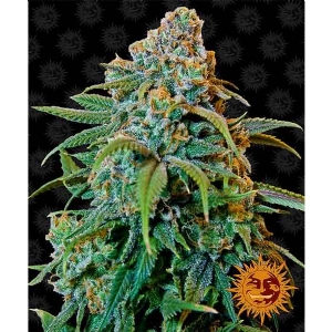 Barney s Farm - Liberty Haze