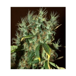 CBD Crew - CBD Mango Haze