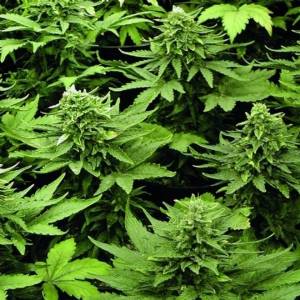 Joint Doctor - Mix Auto