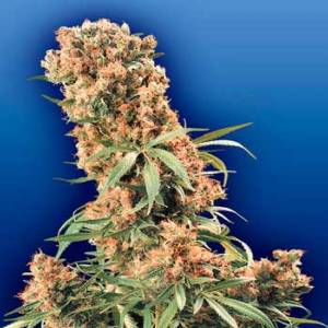 Flying Dutchmen - The Pure Regolare