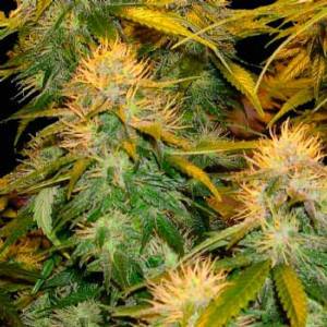 DNA Genetics - Mix Pack