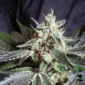 Sweet Seeds - Black Jack F1 Fast Version