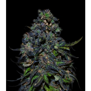 VIP Seeds - Taison Auto