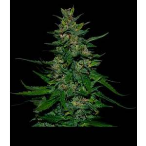 VIP Seeds - Timanfaya Auto