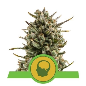 Royal Queen Seeds - Amnesia Haze Auto