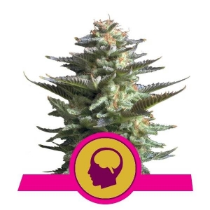 Royal Queen Seeds - Amnesia Haze