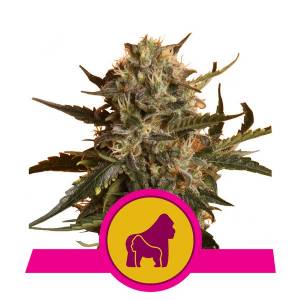 Royal Queen Seeds - Mother Gorilla (Ex Royal Madre)