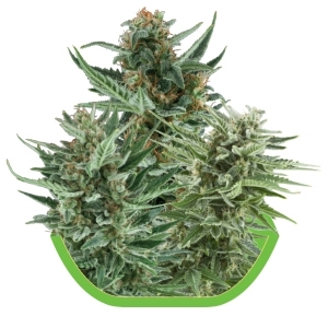 Royal Queen Seeds - Mix di semi Auto
