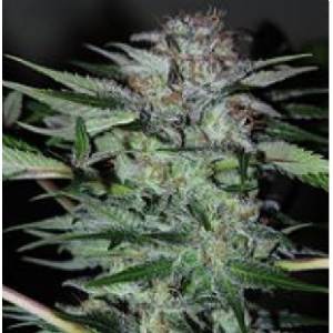 Professional Seeds - Northern Dwarf Auto