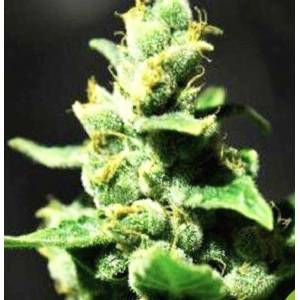 Professional Seeds - Doble AK47