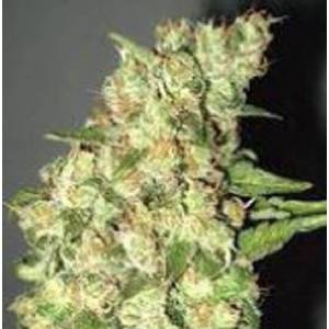 Professional Seeds - Doble Jack