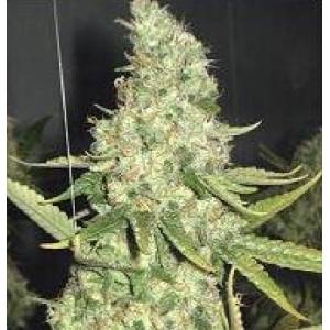 Professional Seeds - Pure Power Plant