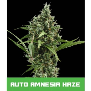 Bud Master Seeds - Amnesia Haze Auto