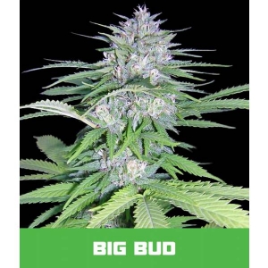 Bud Master Seeds - Big Bud