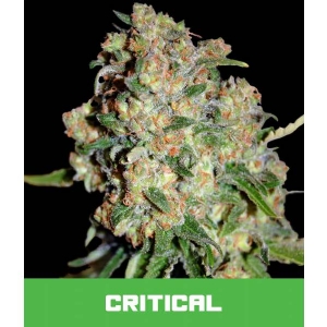 Bud Master Seeds - Critical