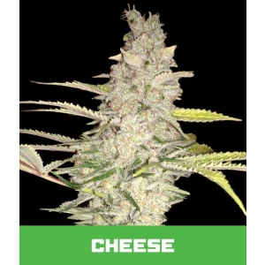 Bud Master Seeds - Cheese