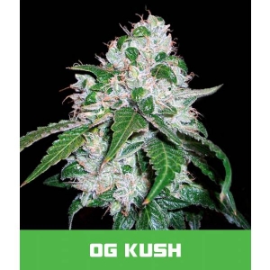Bud Master Seeds - OG Kush