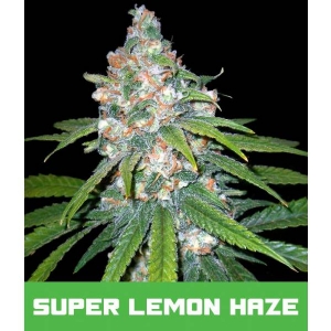 Bud Master Seeds - Super Lemon Haze