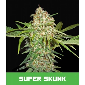 Bud Master Seeds - Super Skunk