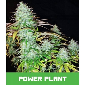 Bud Master Seeds - Power Plant
