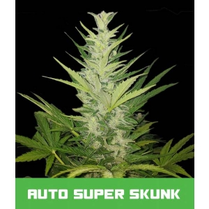 Bud Master Seeds - Super Skunk Auto
