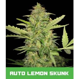 Bud Master Seeds - Lemon Skunk Auto