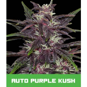 Bud Master Seeds - Purple Kush Auto