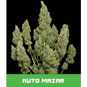 Bud Master Seeds - Mazar Auto