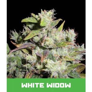 Bud Master Seeds - White Widow