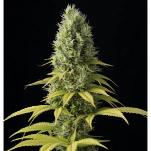 Dinafem - Shark Shock CBD