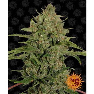 Barney s Farm - Triple Cheese