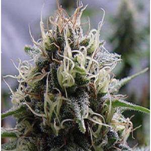 Professional Seeds - Critical Widow Auto