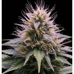 Professional Seeds - New York Diesel Auto