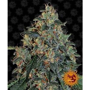 Barney s Farm - Blueberry OG