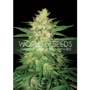 World of Seeds - Sweet Coffee Ryder Auto