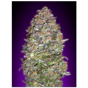 Advanced Seeds - Auto New York City Diesel - 1 Auto CODICE DOPPIO