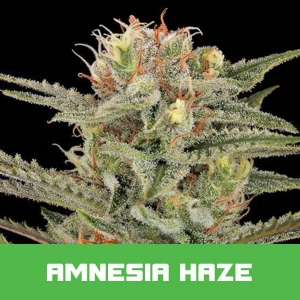 Bud Master Seeds - Amnesia Haze